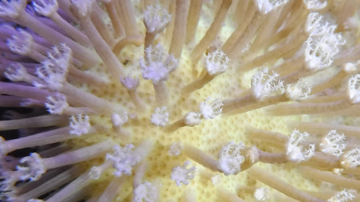 closeup of leather feeding.JPG