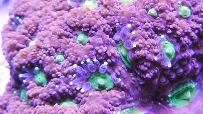 war coral feeder closeup.JPG