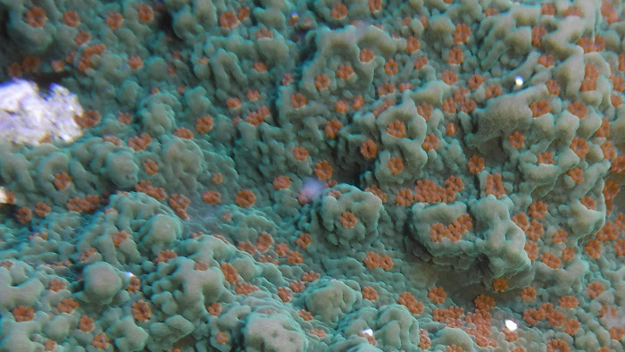 close up montipora.JPG